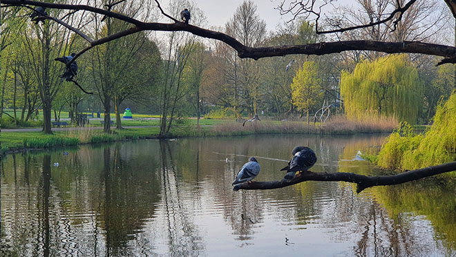 Birds resting on a branch