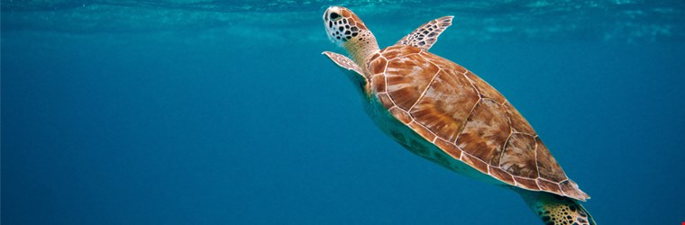 Aegon expands on 2025 climate targets
