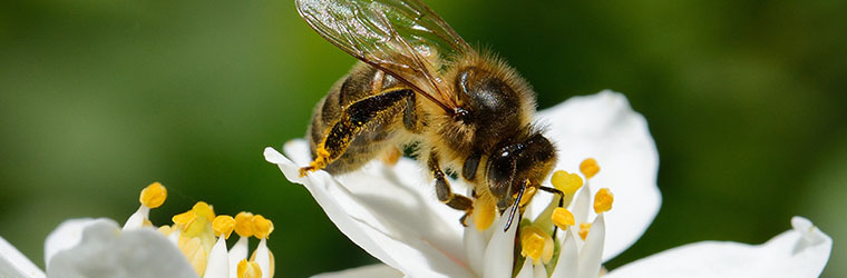 Aegon calls on world leaders to act on biodiversity