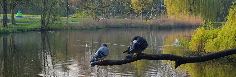 A stroll in the park reflecting on my insurance coverage