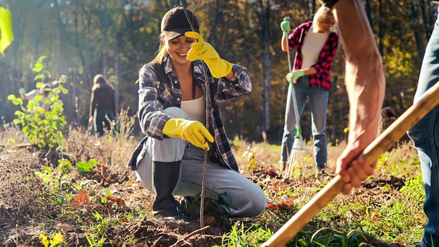 Volunteers planting trees in forest