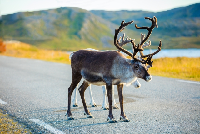 Deer walking along the road