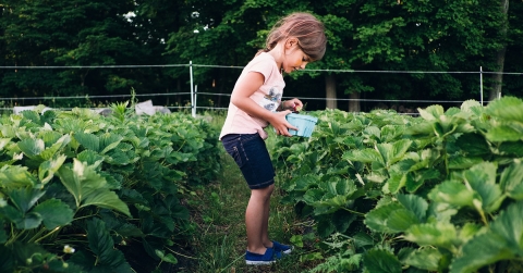 LinkedIn 2Q 2022 girl picking strawberries